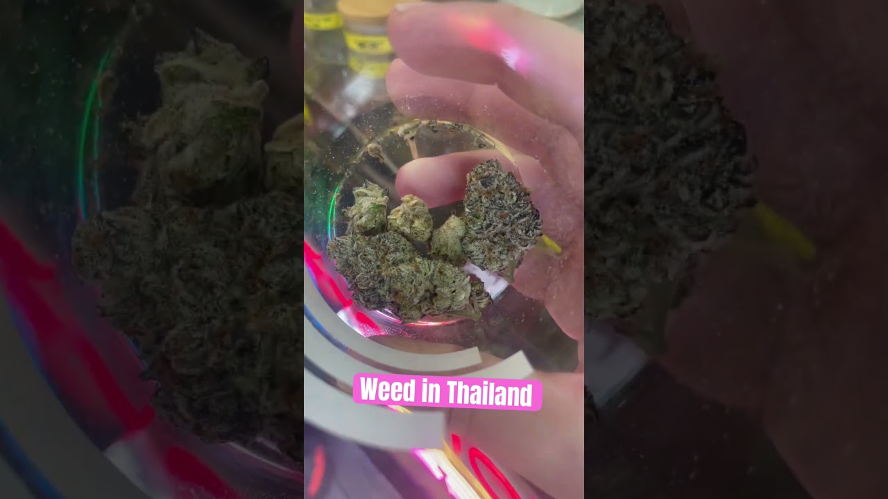 Exotic Weed in Thailand #bangkok #thailand #weed #420 #exotic