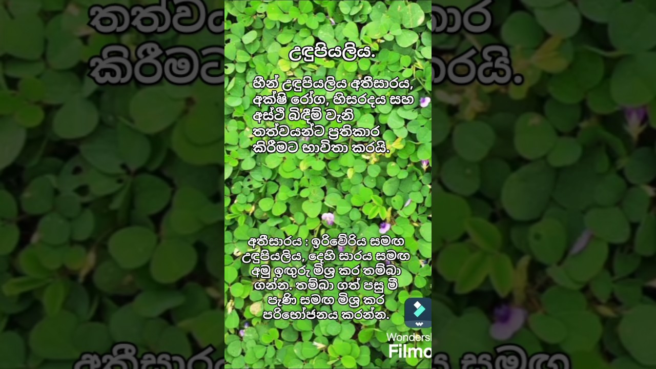 ඉස්සර පාගන්න ආසම පාපිස්ස. උදුපියලිය ..#medicinal#plant#udupiyaliya#sudar