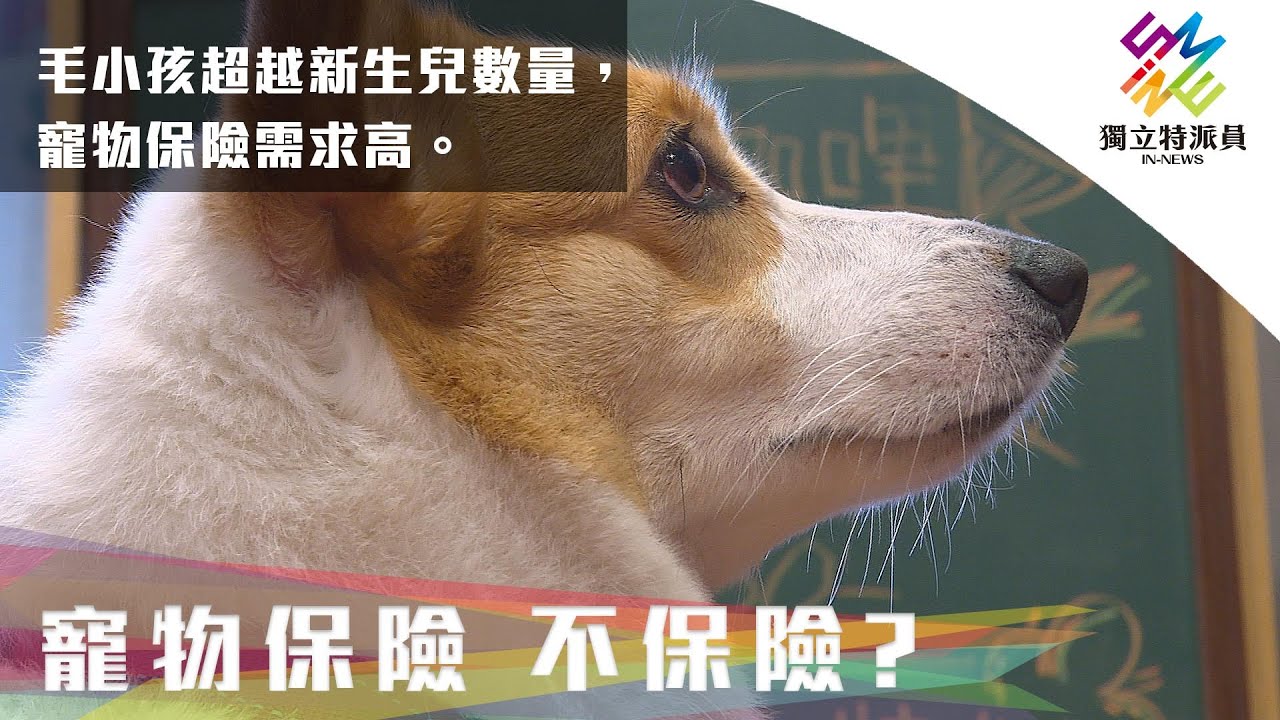 毛小孩超越新生兒數量，寵物保險需求高。｜獨立特派員 第738集 (寵物保險 不保險？)