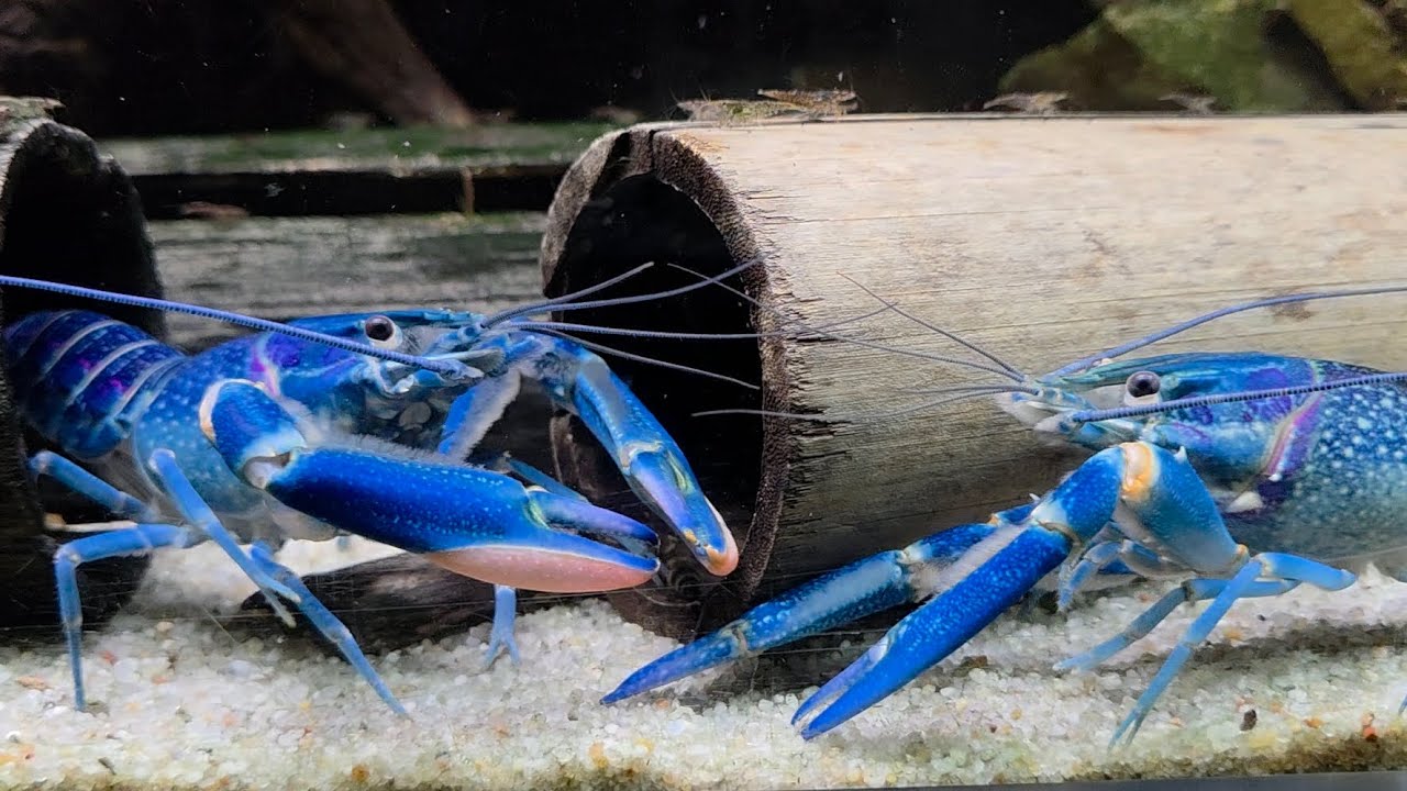 Why Do Crayfish Turn Blue? A Rare Genetic Mutation?