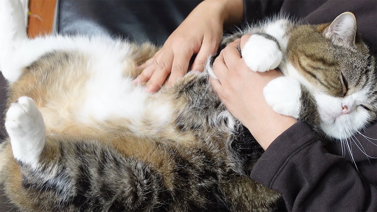 お腹マッサージされるねこ２。-Maru's belly massage 2.-