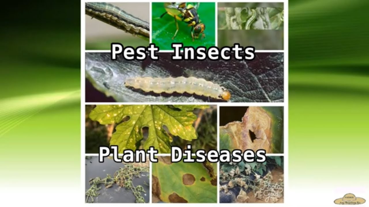 v41: Ampalaya Production-part 3 Pest and Diseases Management. Conventional way!