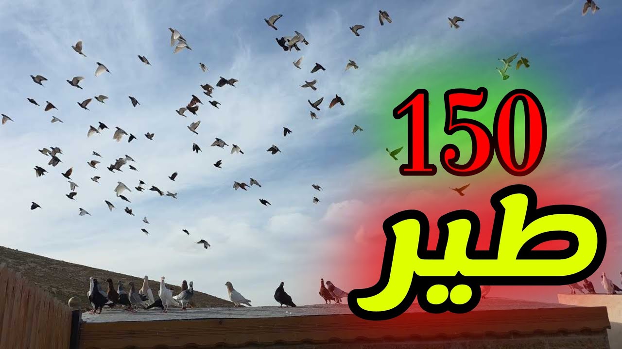 كشيت كل حمام السطح قويه وثقل وفراخ وحمام الصبح تبارك الرحمن خيال 