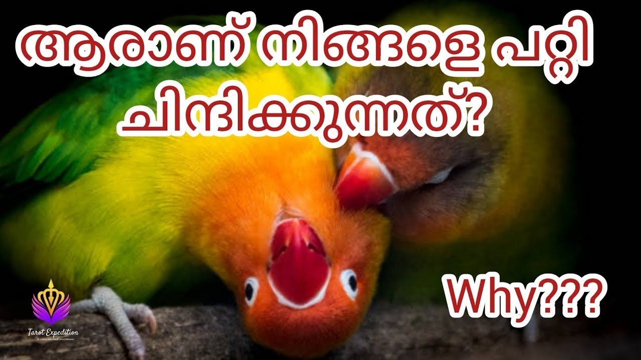 ആരാണ് നിങ്ങളെ കുറിച്ച് പകൽ സ്വപ്നം കാണുന്നത് നിങ്ങളോട് attraction തോന്നുന്ന ആള് ആരാണ് 🧲🧲 #tarot 