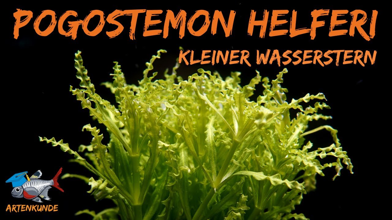 Kleiner Wasserstern - Pogostemon helferi | ADVENTdicted! Adventskalender | Tür 21