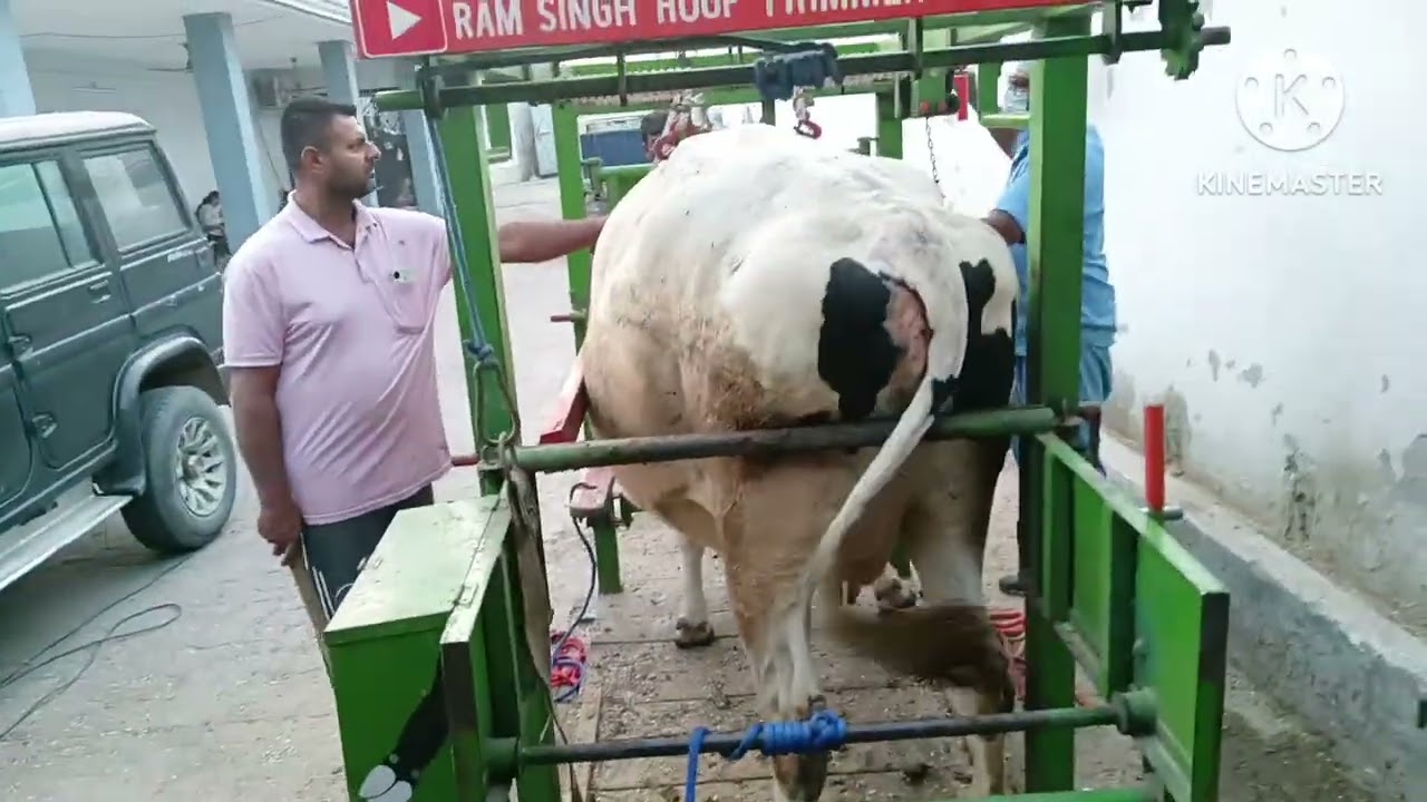 Cow's Hoof trimming at Raja dairy farm Near Mullanpur। Ram Singh Hoof trimmer 9814782933 ,9815552933