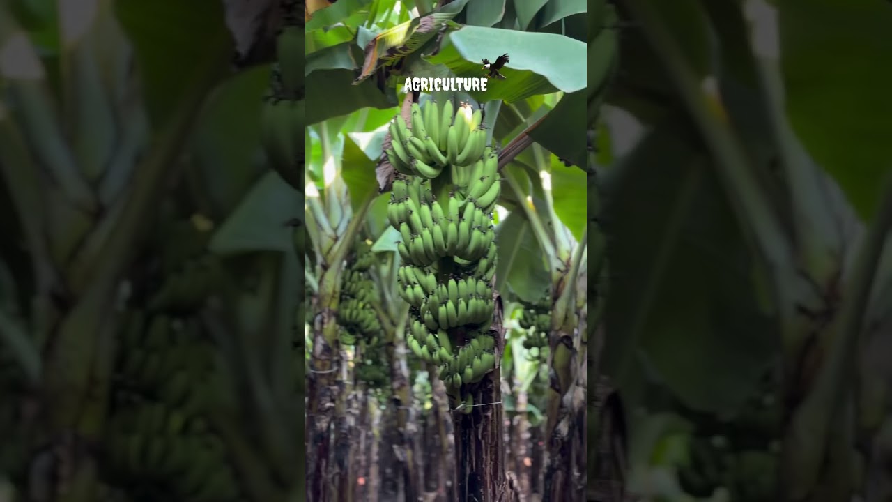 Top Quality BANANA 