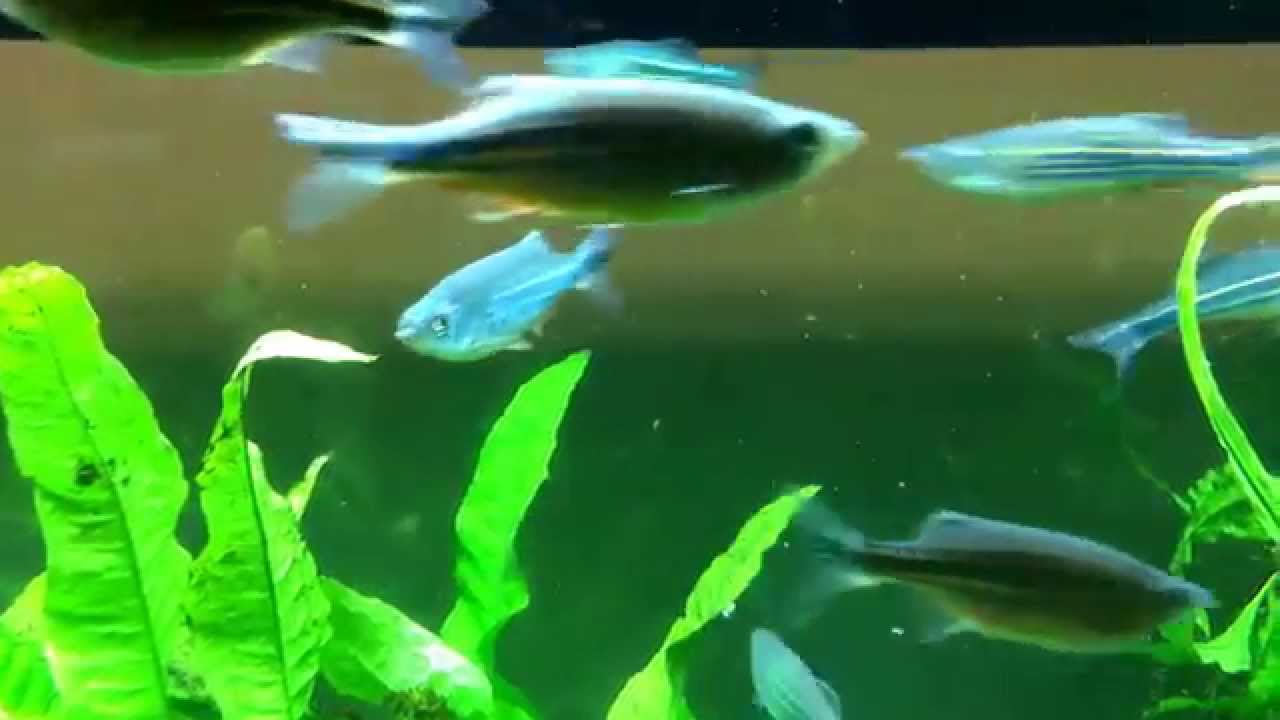 Giant Danios
