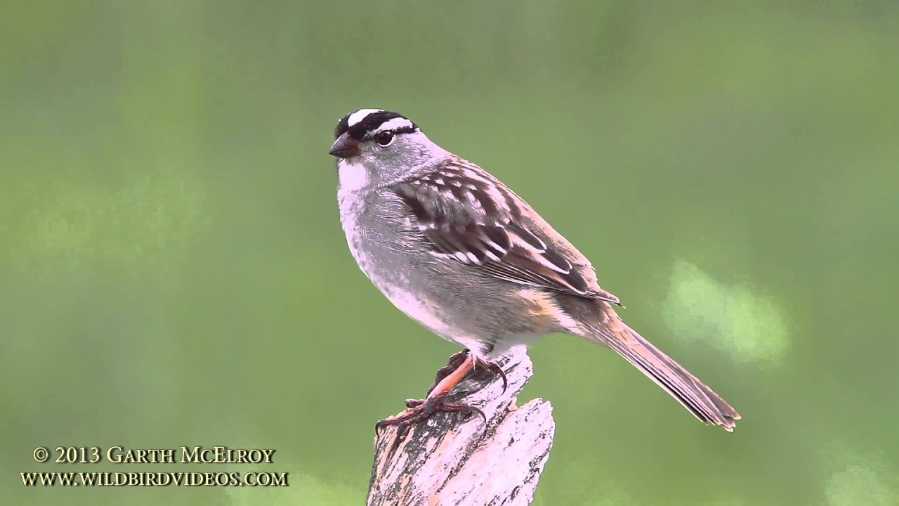 White-crowned Sparrow in Maine - II