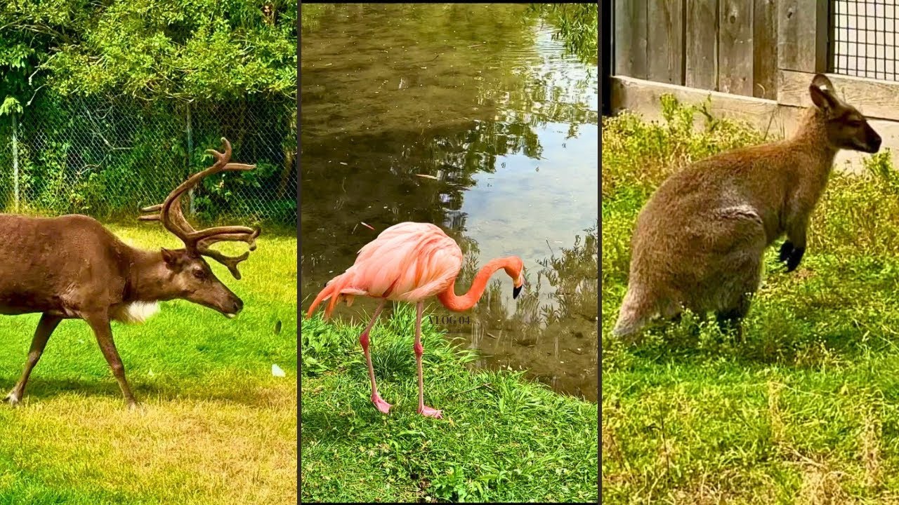 My visit to Magnetic Hill Zoo, Moncton | New Brunswick 