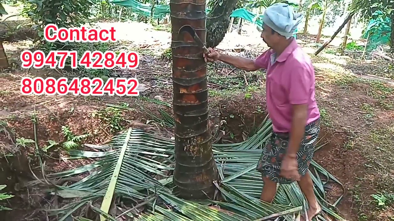 kuttyadi thengu.                                      മണ്ടരി ശല്ല്യം , പരിപാലനം