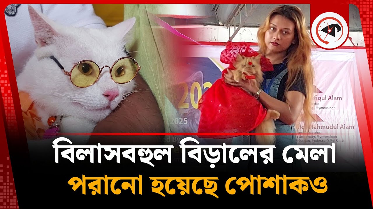 পার্লার থেকে সেজে আসা বিড়াল, পরেছে টিপও | Cat Show | Mymensingh | Kalbela