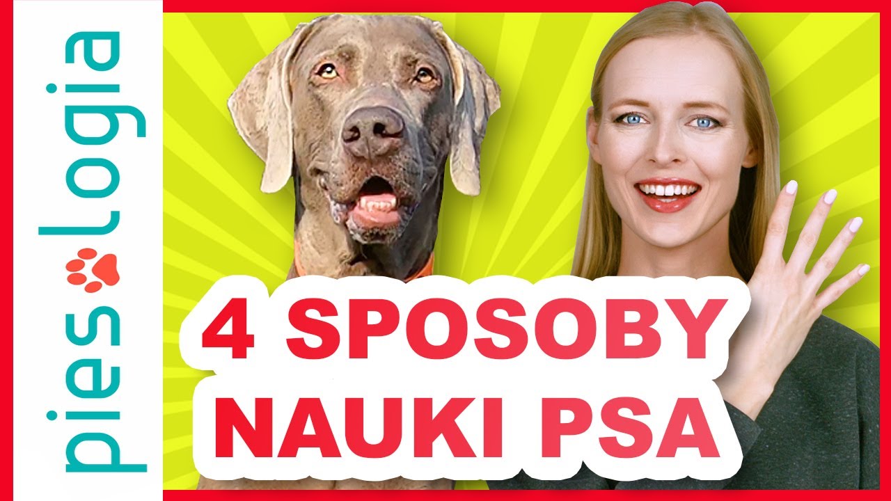 4 sposoby nauki psa nowych zachowań