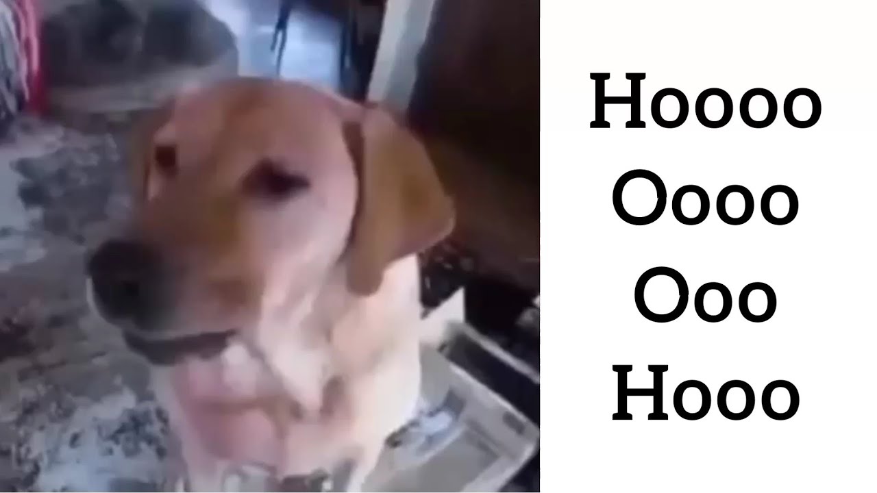 Dog singing past lives