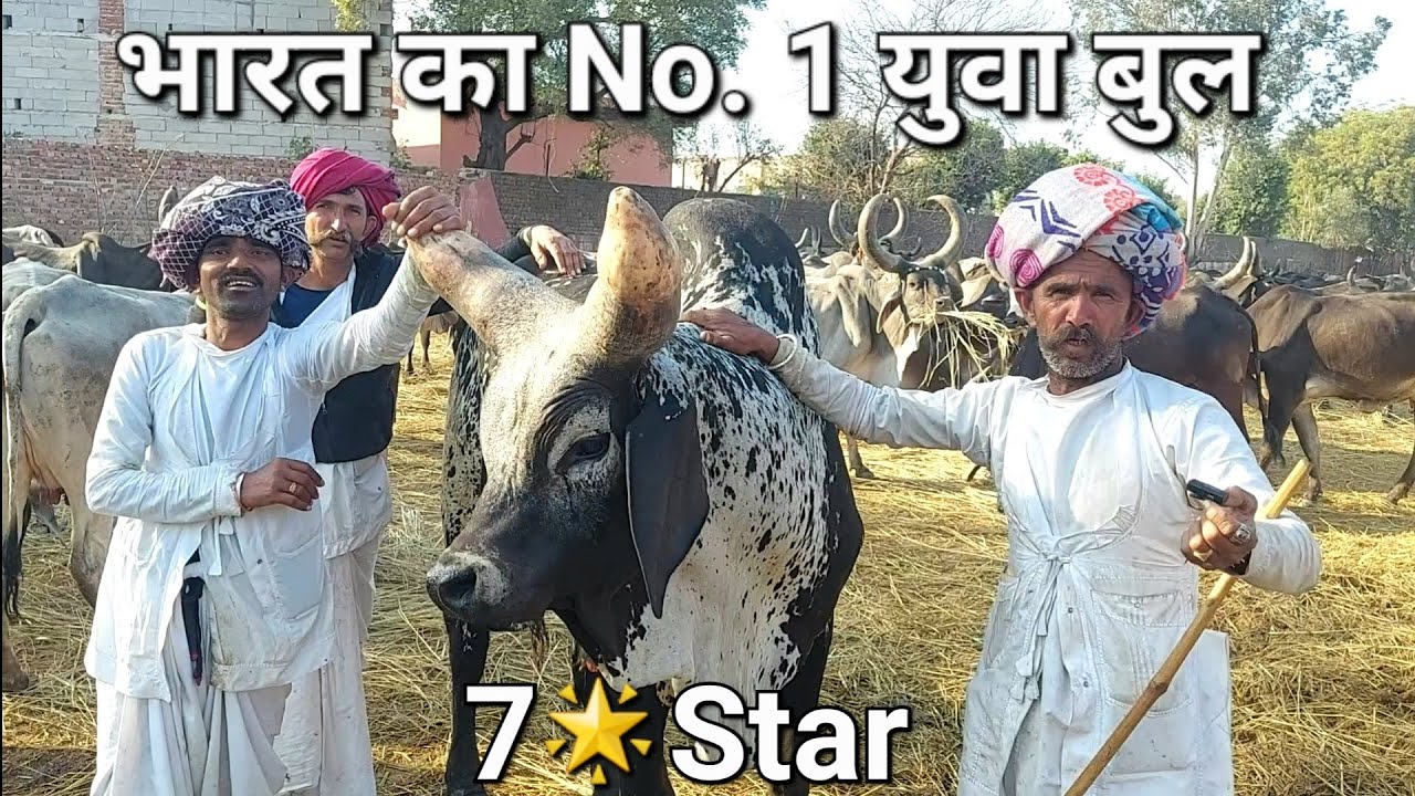 भारत का No.1 युवा 7 🌟 Star काबरा कांकरेज बुल || 85275 55736 ||