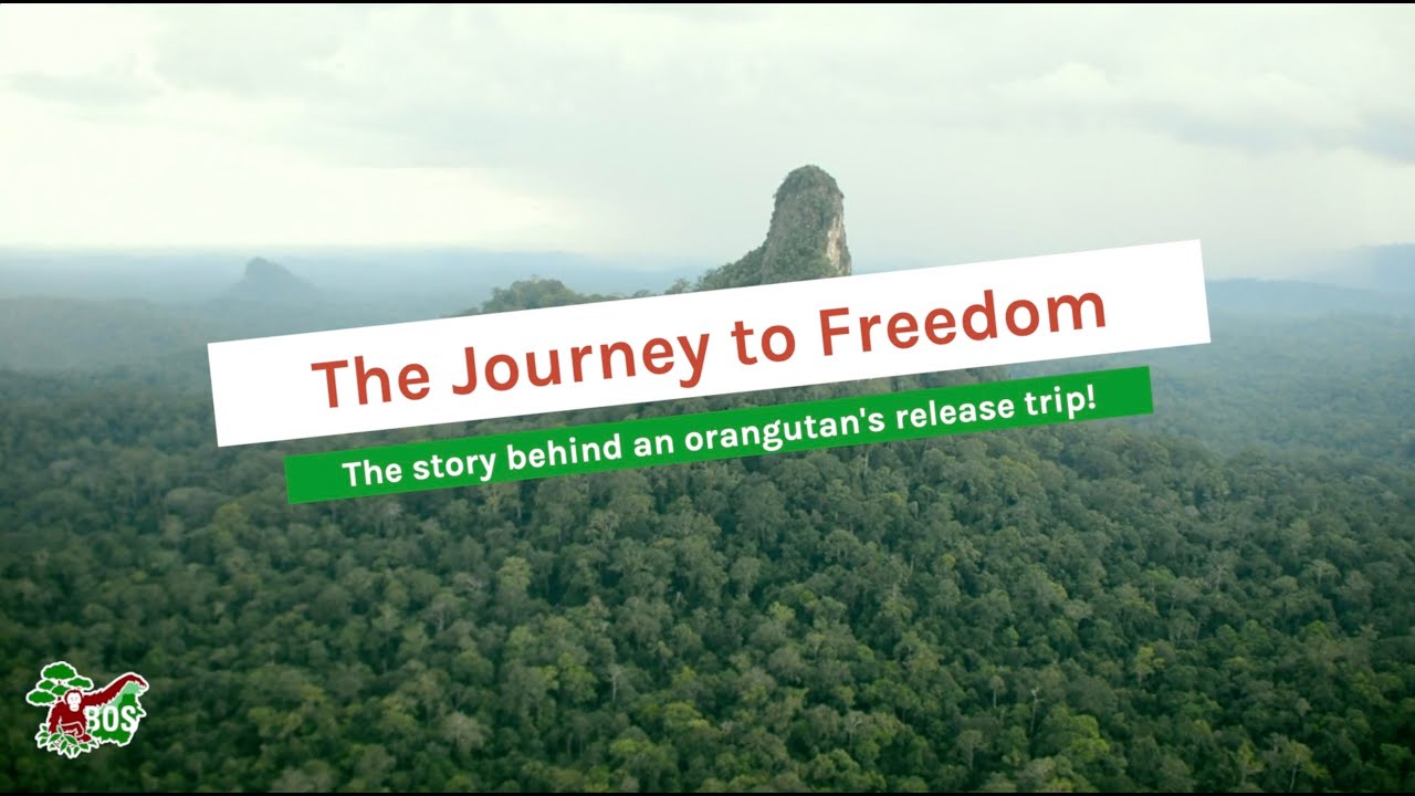 #WILDSTREAMING EPISODE 6 - JOURNEY TO FREEDOM