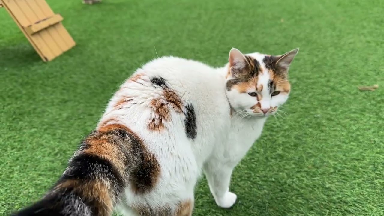 Belgesel Kayseri Kedi Kasabası