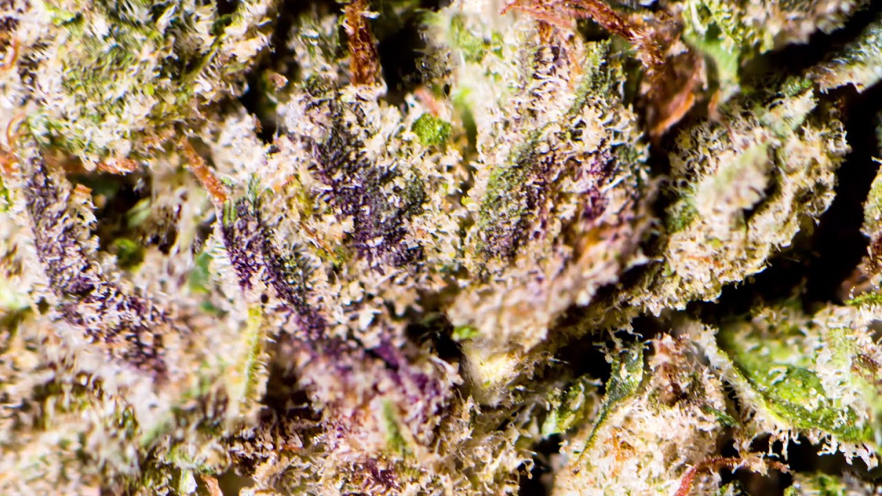purple nepal tour