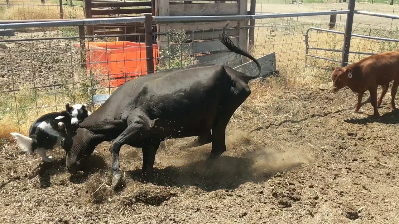 MISR Zane dealing with a bad one.