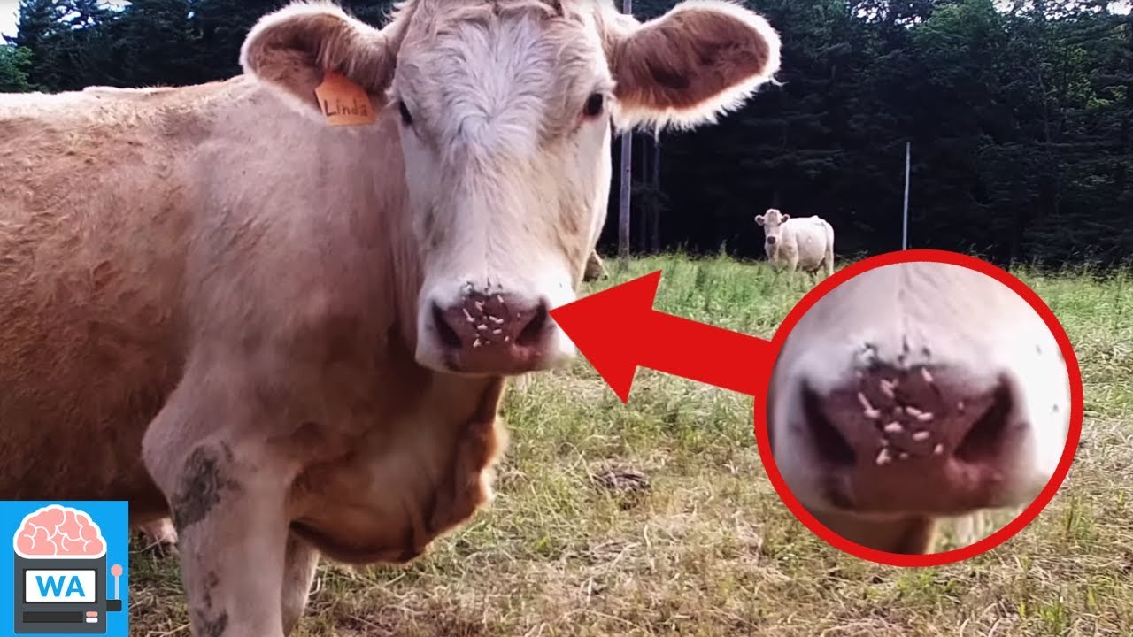 Mann fliegt mit Drohne über Kuhherde und sieht, dass eine Kuh dringend Hilfe braucht!
