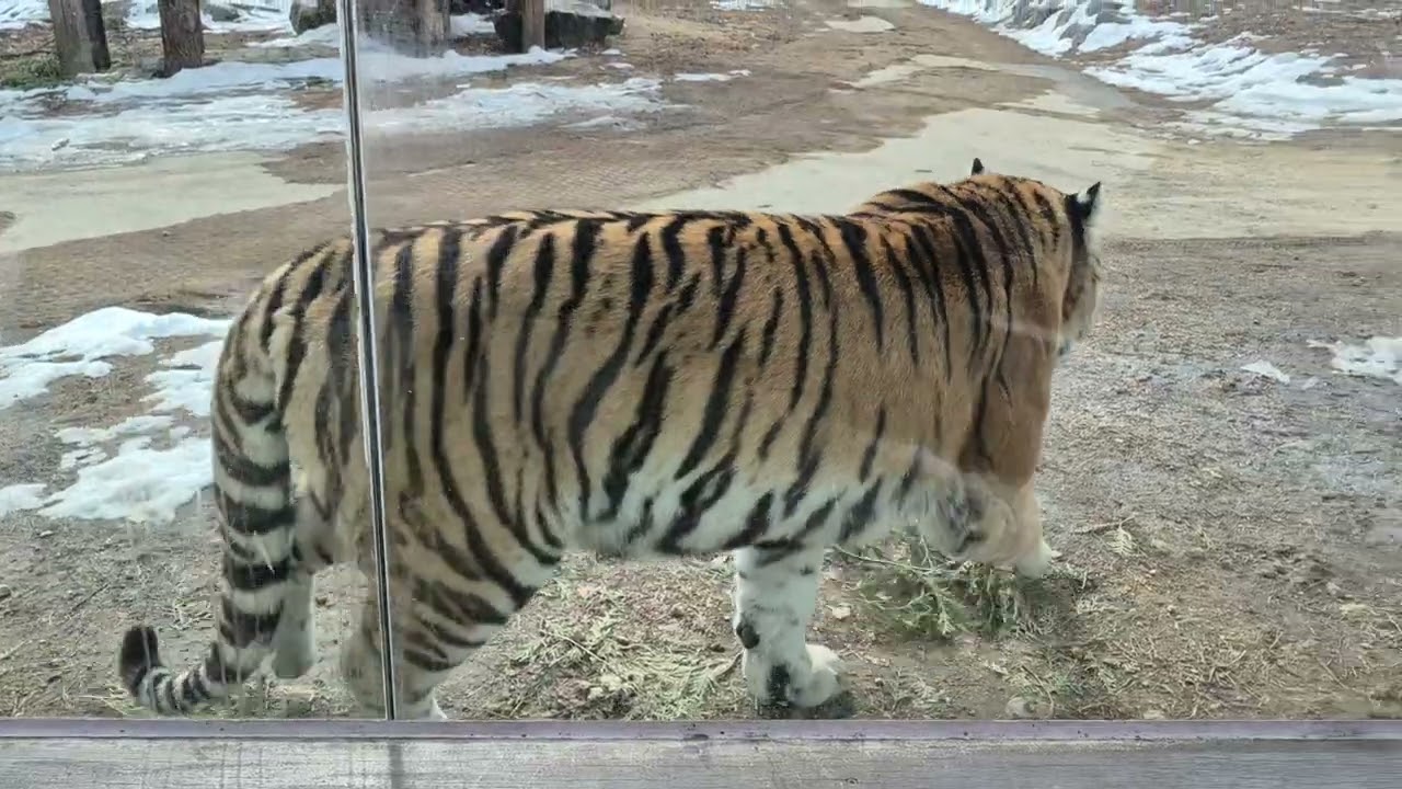 동규의 여행과 생활 DongGu's travel and life 茼圭的旅游和生活。백두산 호랑이 Korea Tiger. 