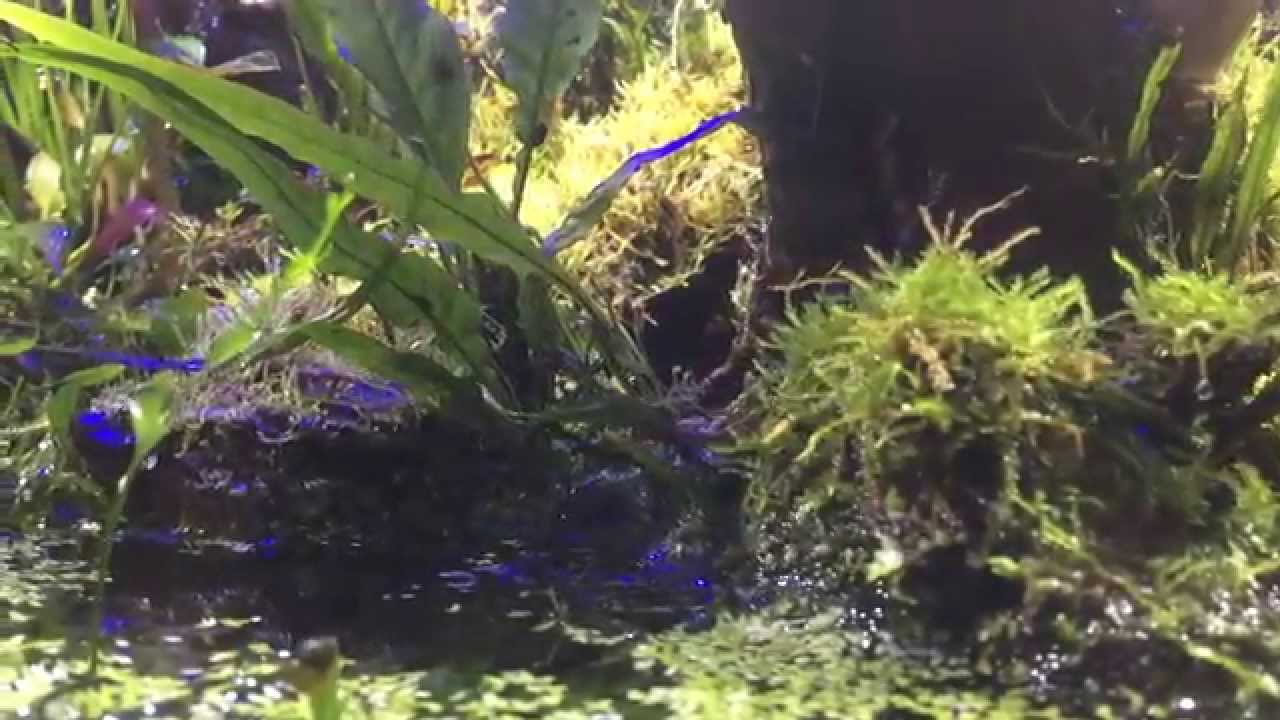 Billabong Paludarium Update July 2015