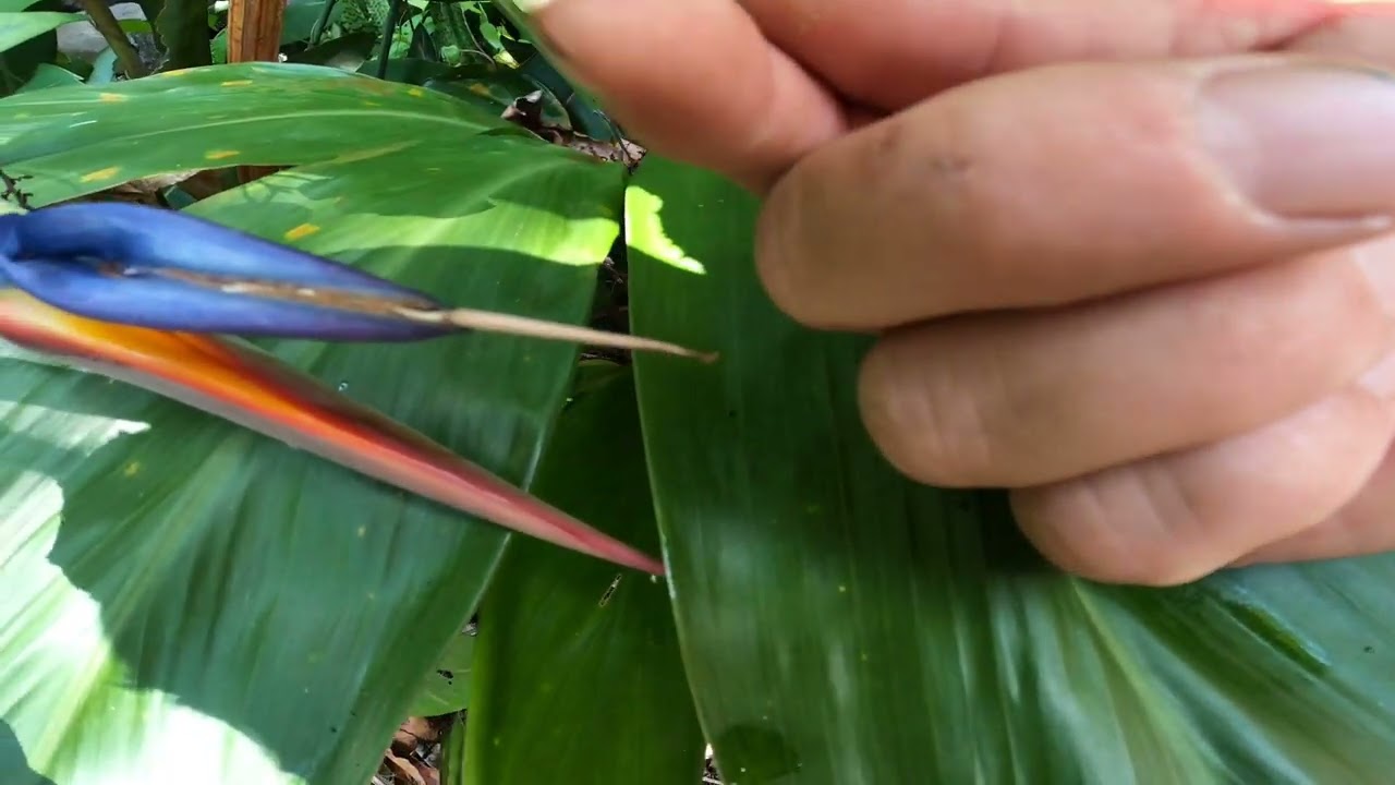 Hand Pollination of the bird of paradise (Strelitzia Regina)