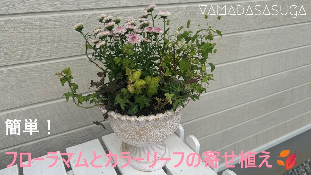 簡単！フローラマムとカラーリーフの寄せ植え🍂