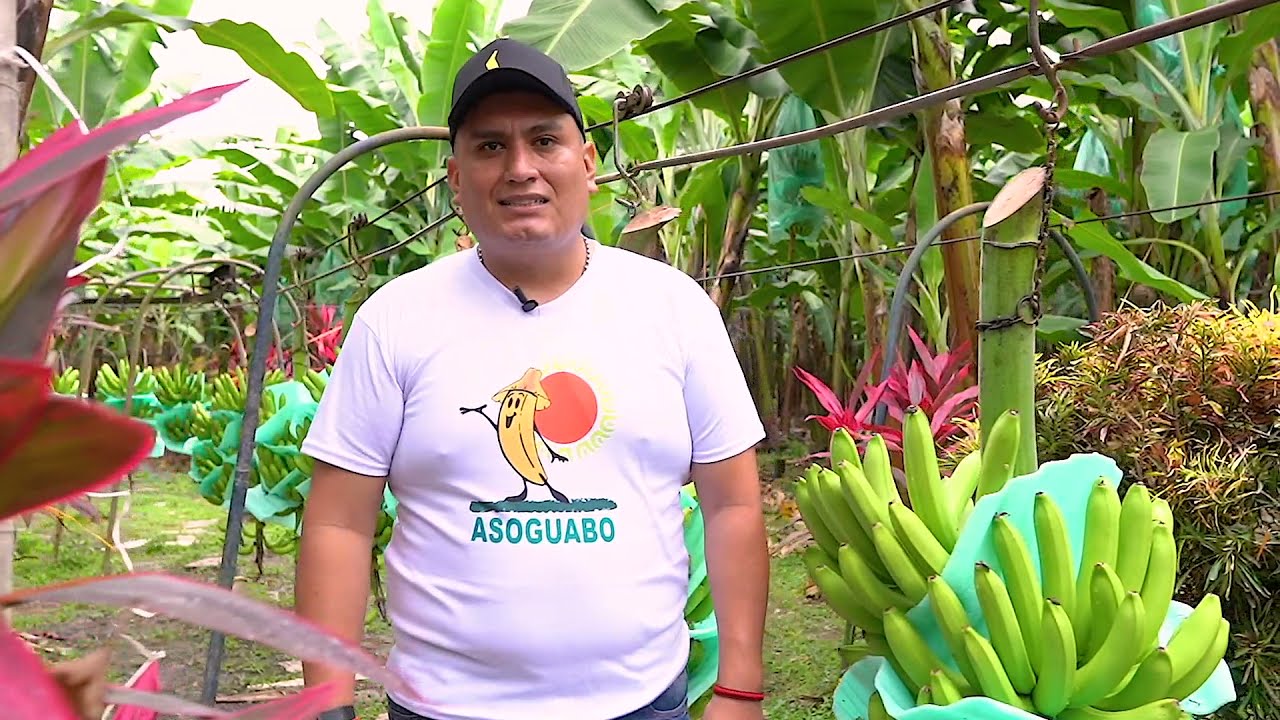 Equifruit - How are Fairtrade bananas harvested in Ecuador?