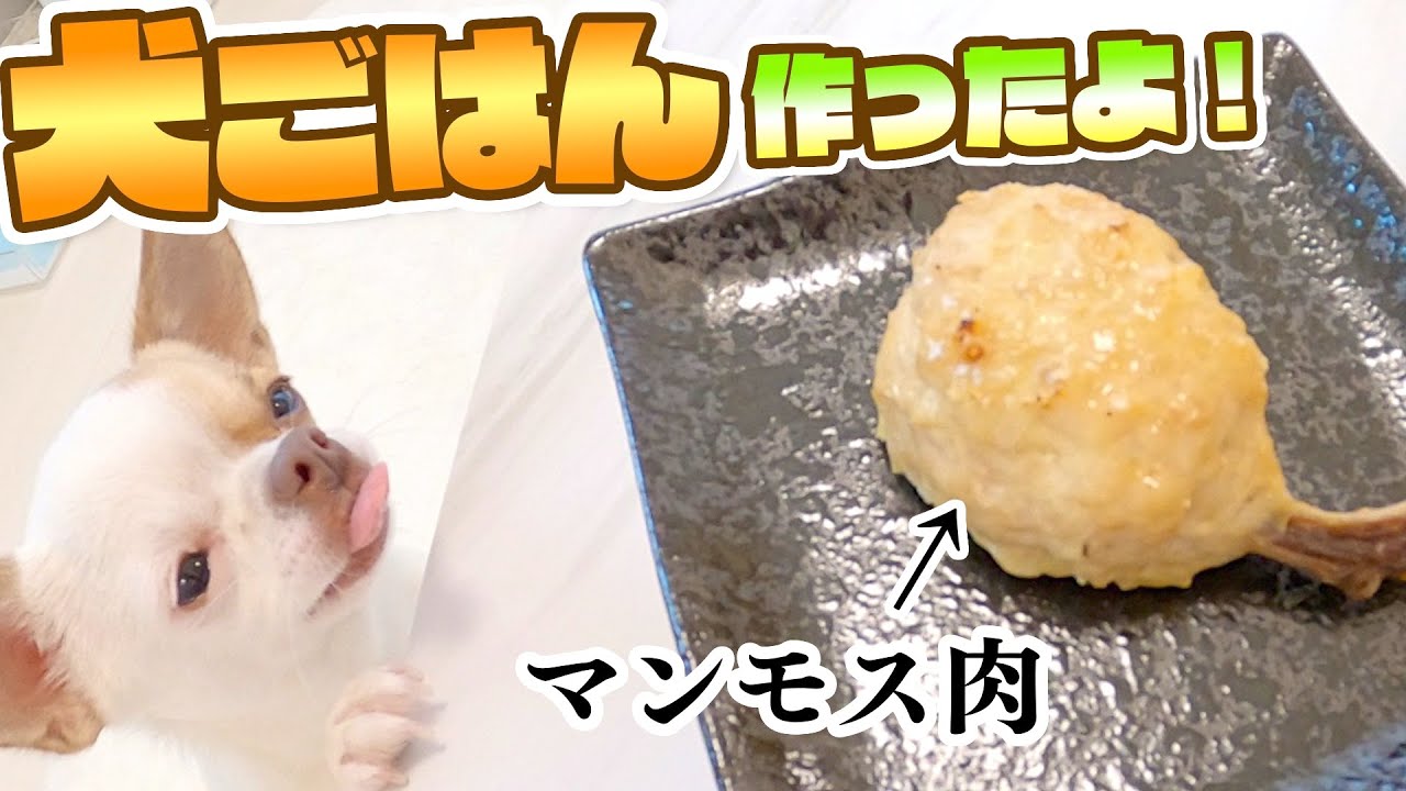 チワワさん、マンモス肉を食べて野生化【パパママ料理対決】
