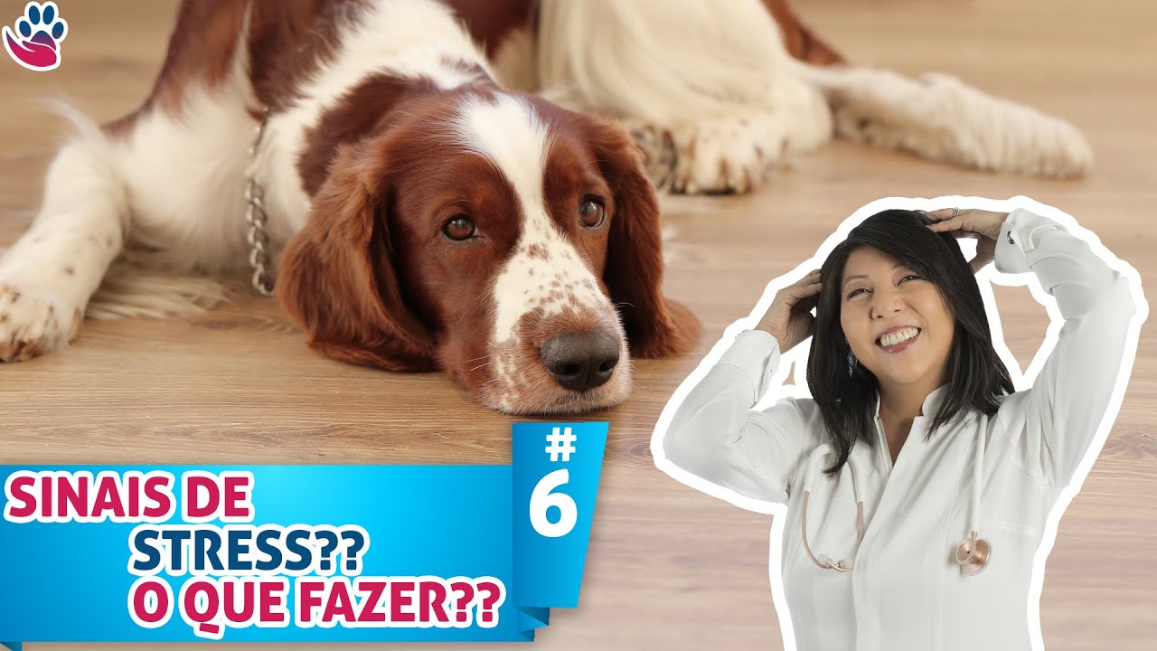 Conheça os 10 SINAIS que indicam STRESS no seu CÃO! Descubra como você pode ajudá-lo.