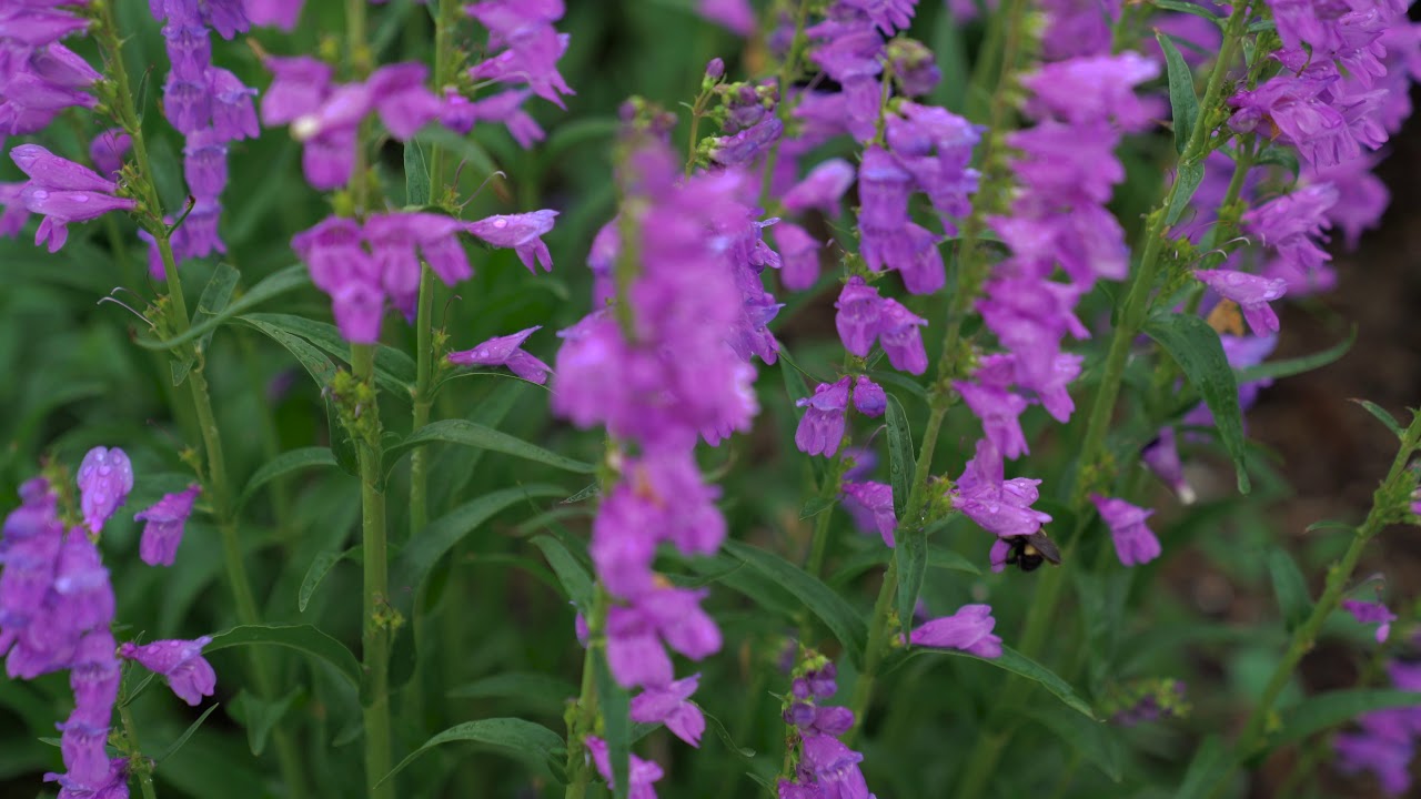 Native Plants & Pollinators