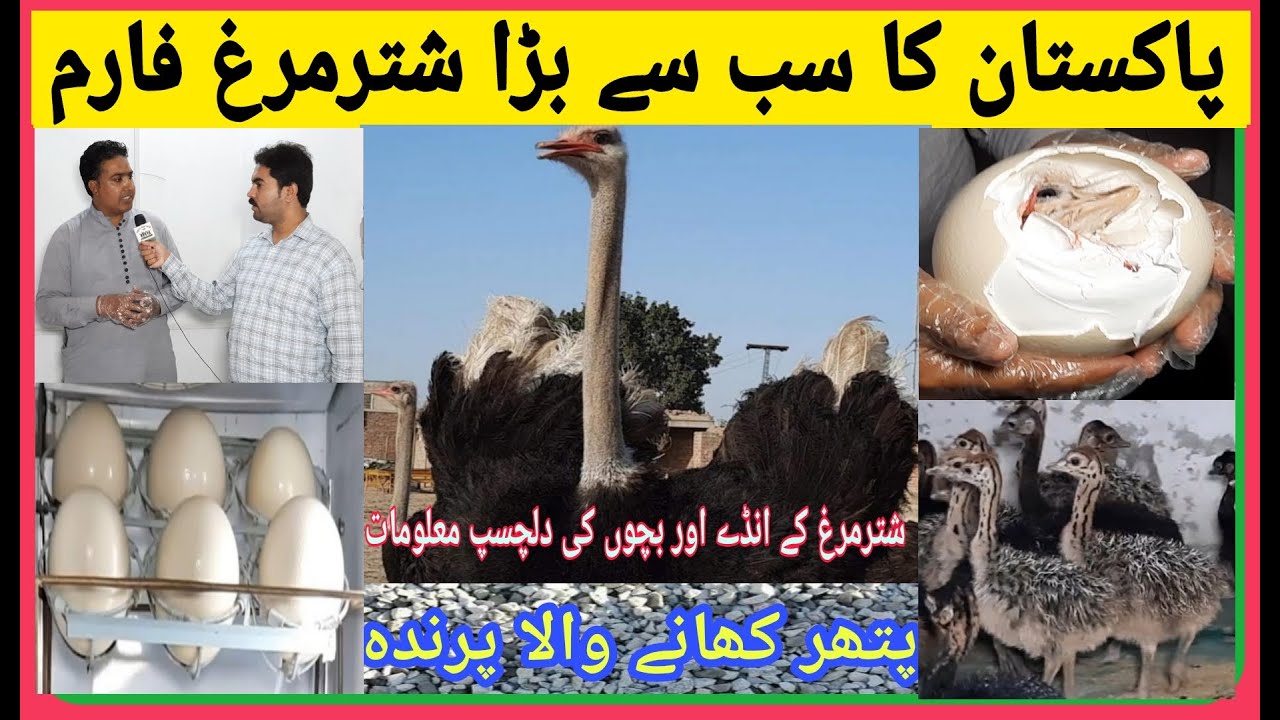 Ostrich farm in Pakistan | Biggest Ostrich Farm| شترمرغ | Part_2
#feeding_malunggay_to_our_ostrich