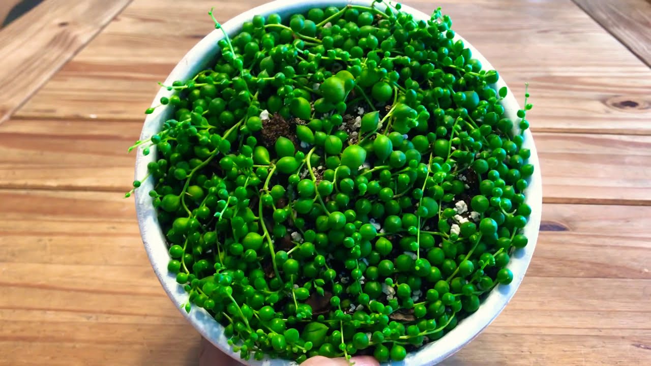 actualización/como cuido mi Rosario 📿 Senecio Rowleyanus