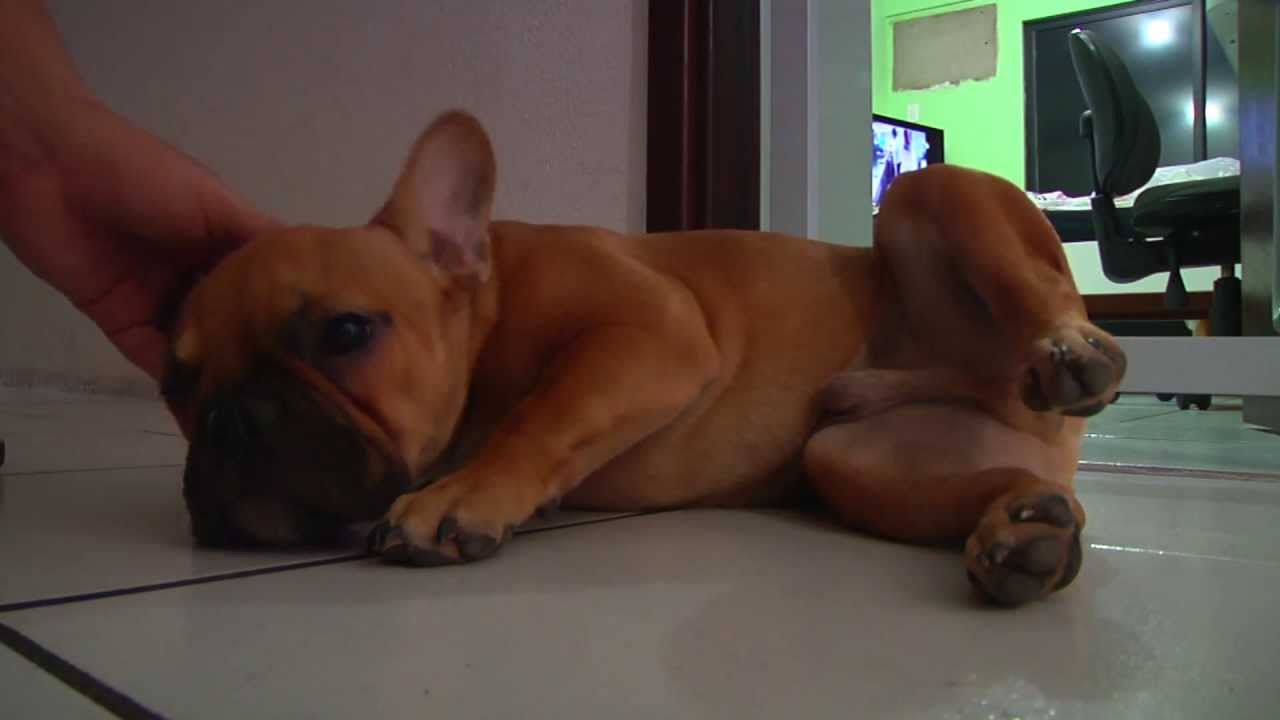 Bulldog Frances - Bruttus de 3 a 6 meses  //  www.facebook.com/BruttusBulldogFrances