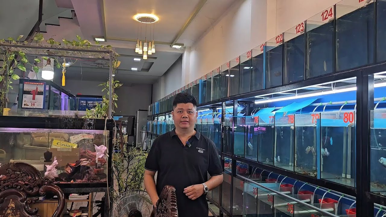 1/2/2026 lên lô cá la hán kamfa f2 siêu đẹp siêu rẽ đủ size và giá cho anh em lựa chọn kamfa f2 đẹp