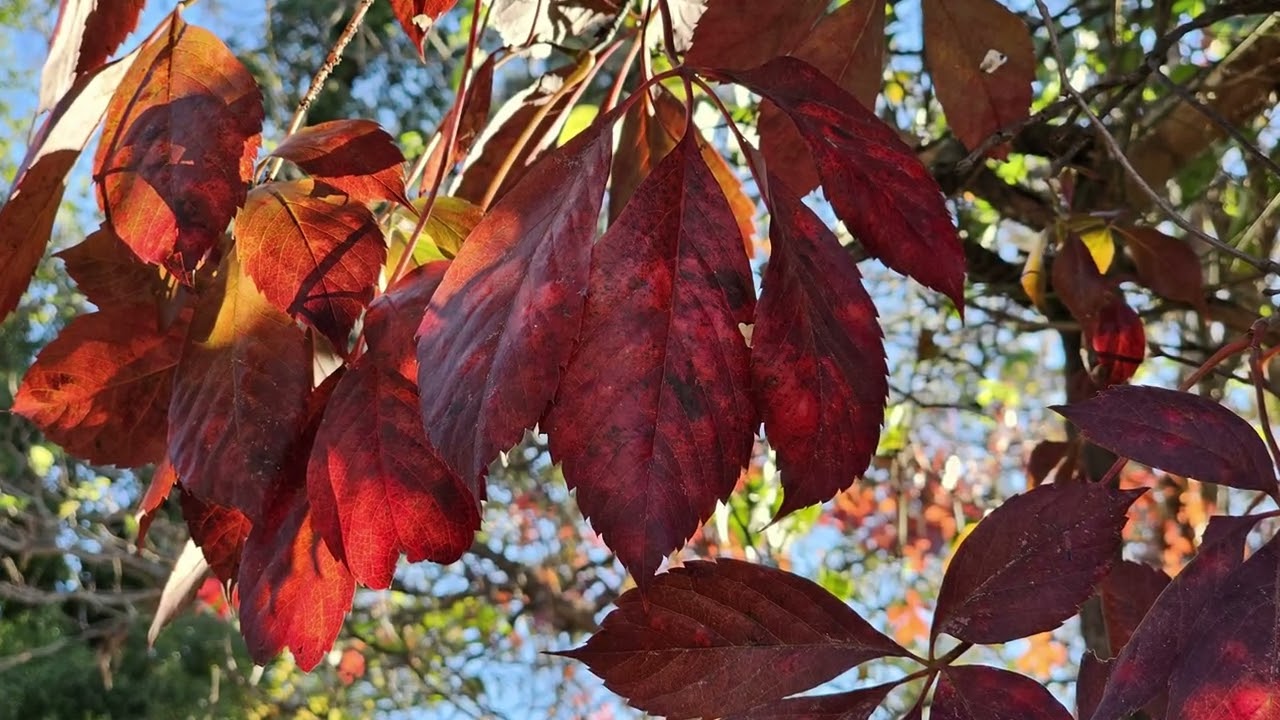 Fall Foliage Slideshow From Our Recent Leafing Trip ☺️🍁🍂