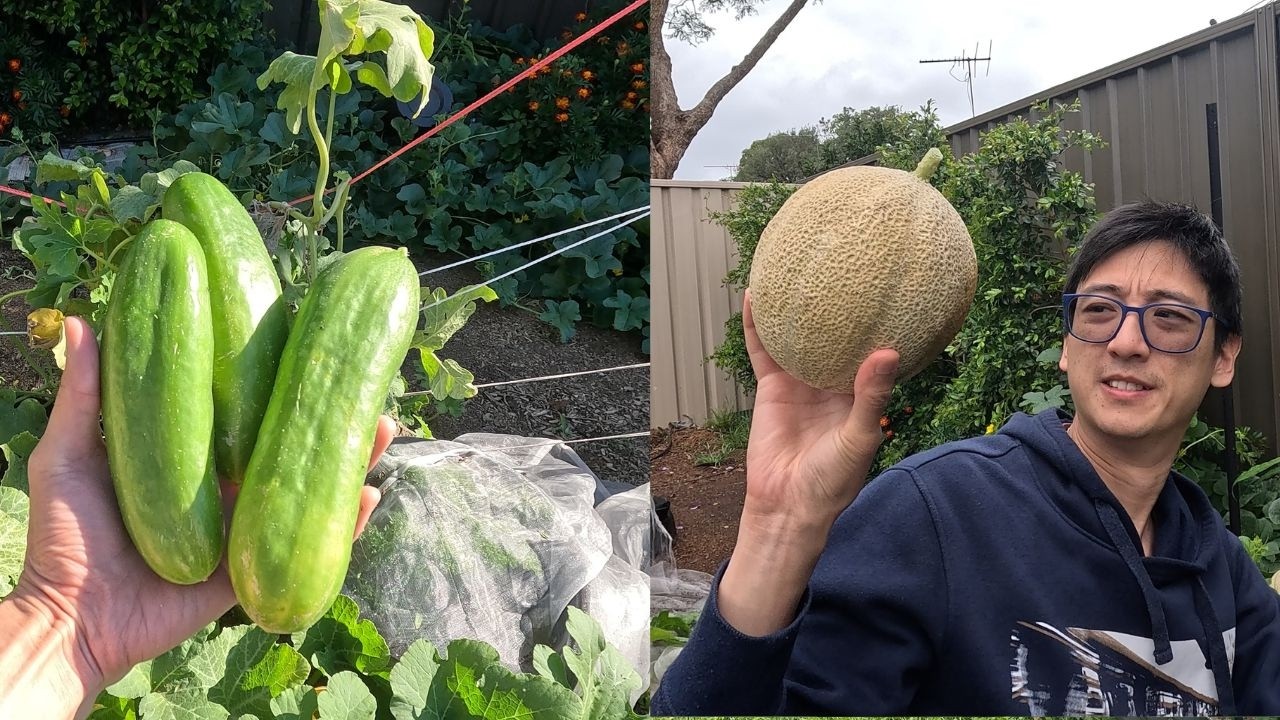 My harvest over the last month - Plenty of food from the Garden