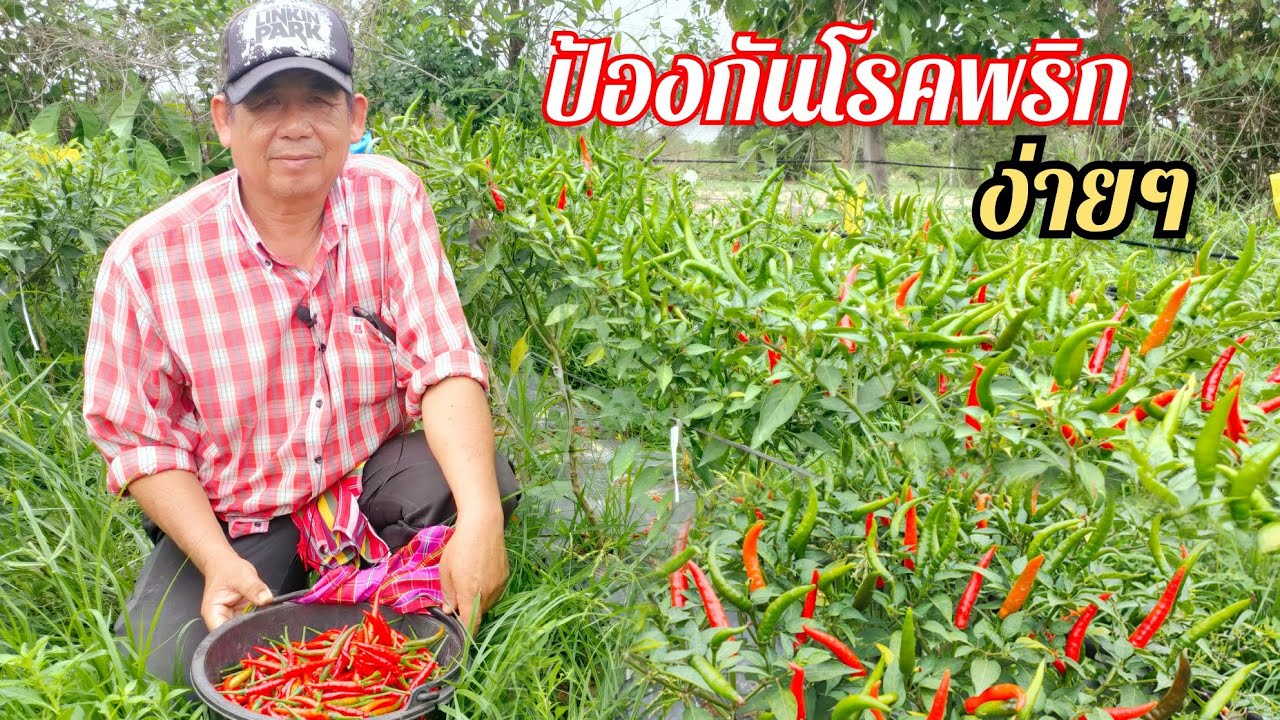 ปลูกพริกลูกดก พร้อมแนะนำวิธีป้องกันโรคพริก โรคกุ้งแห้ง ป้องกันแมลงวันทอง ง่ายๆผู้เชี่ยวชาญ