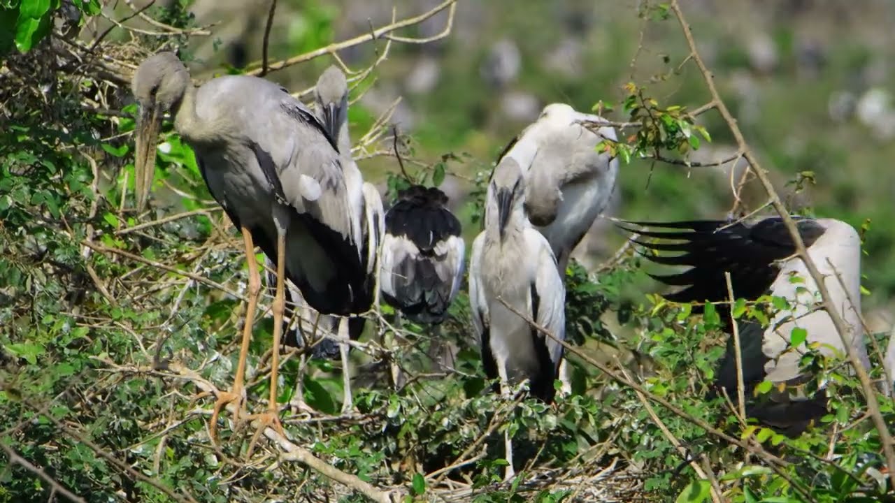 Freedom Of Bird Life Live In The Beautiful Forest and Peaceful Place  0062