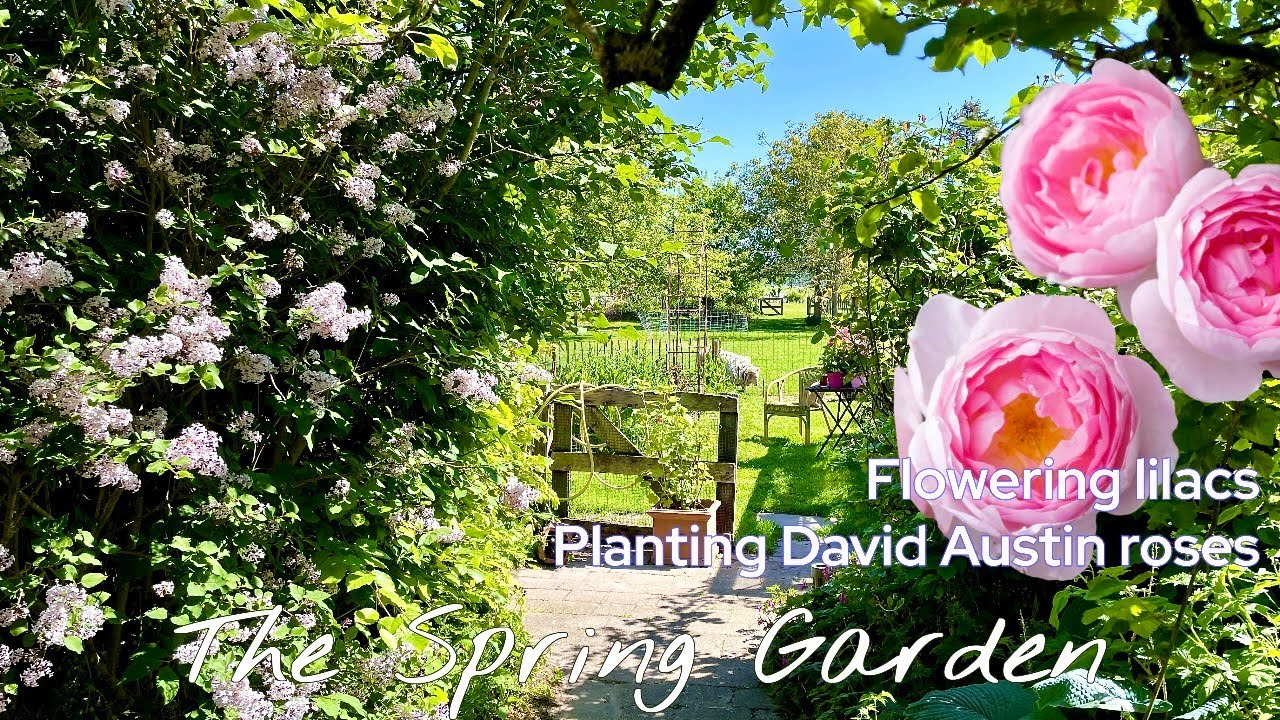 Planting David Austin roses | Flowering lilacs