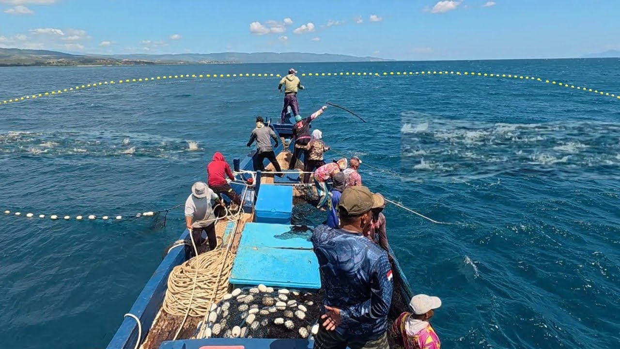 Jaring lingkar, Luar biasa gak di sangka dapat banyak ikan cakalang, begini prosesnya