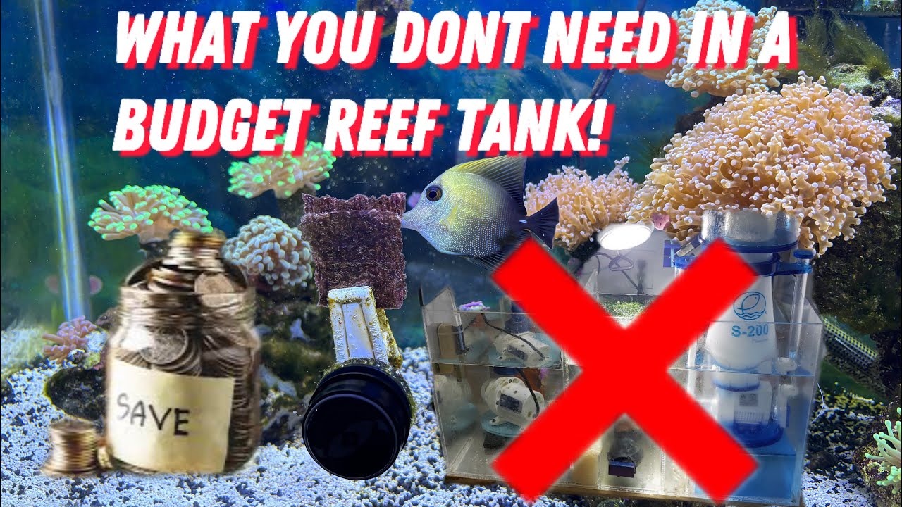 How to save money setting up a reef tank!