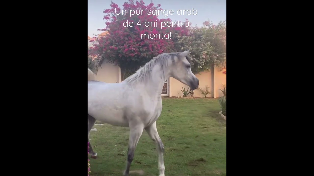 Un armasar sur pursange arab frumos