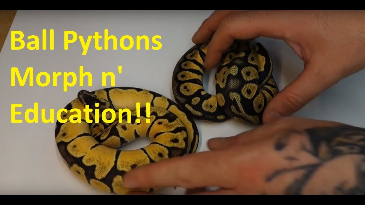 Ball Python Morphs and Livestock | Feeders L.C. ep 1