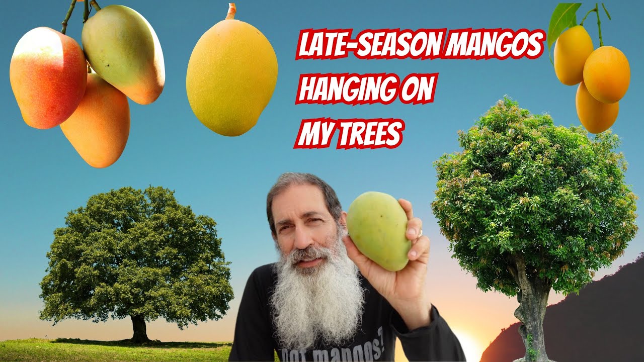 Late Season Mangos In My Yard:  Mango Trees update August 2024