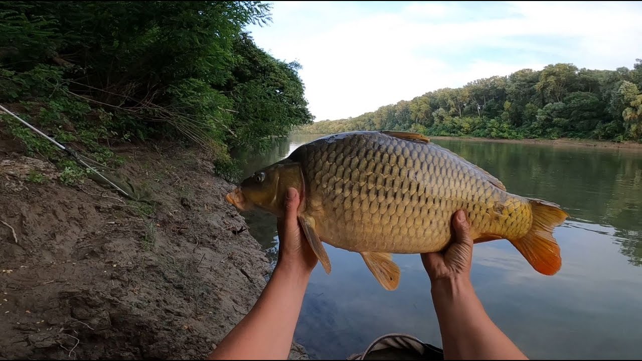 EGY GYÖNYÖRŰ PONTY  -  Feeder horgászat a Tiszán.