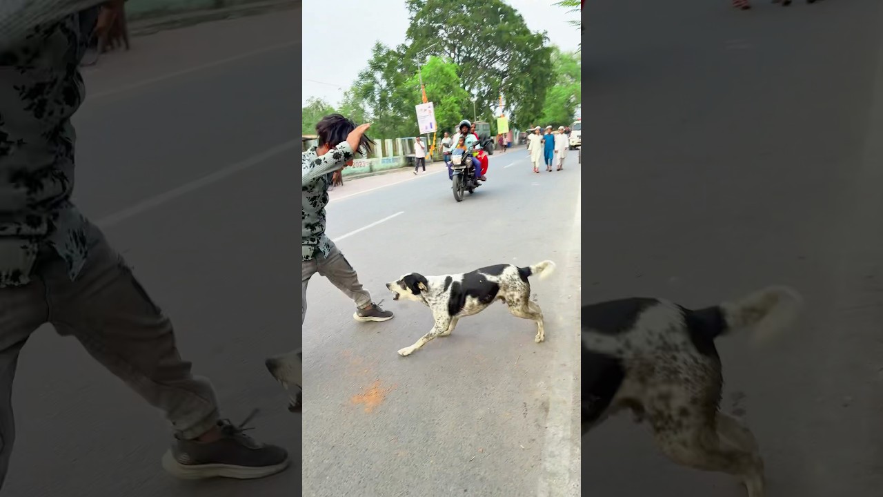 Dog is Best friend ever😢#dogclothes #funny #dogshorts #dogapparel #hardwork