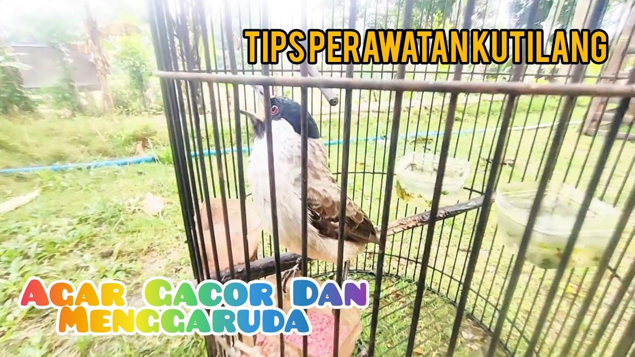 Cara Kutilang Agar Buka Sayap / Garuda 
