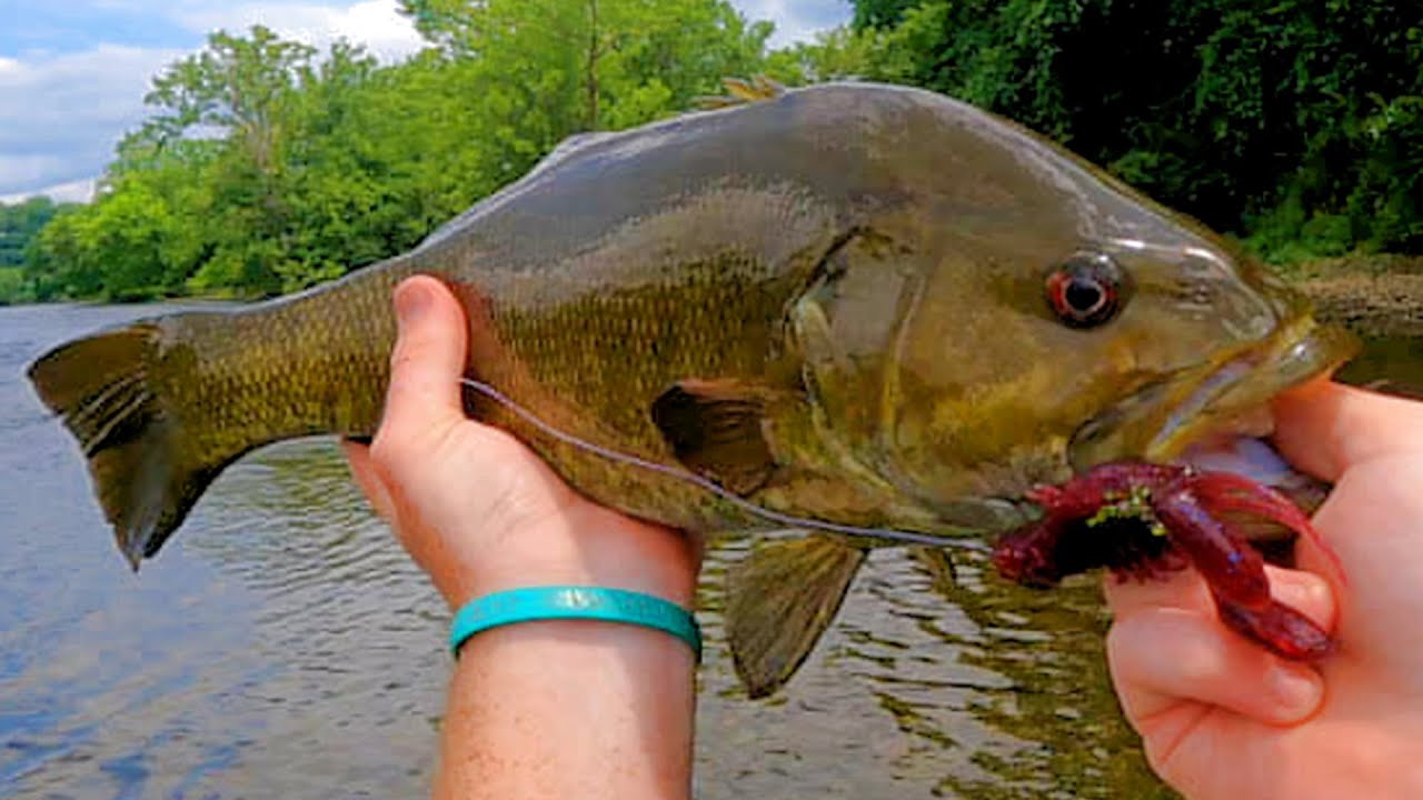 TEMU Crawdads are Smallmouth CANDY! - (South Holston River Fishing)